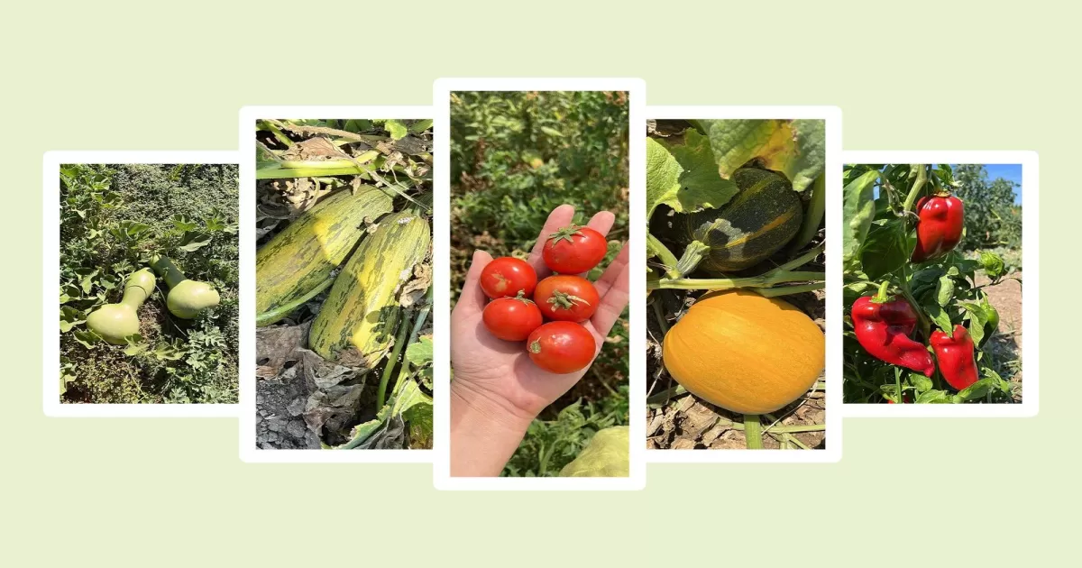 BAÇEM, Ata Tohumları Envanterini Genişletiyor