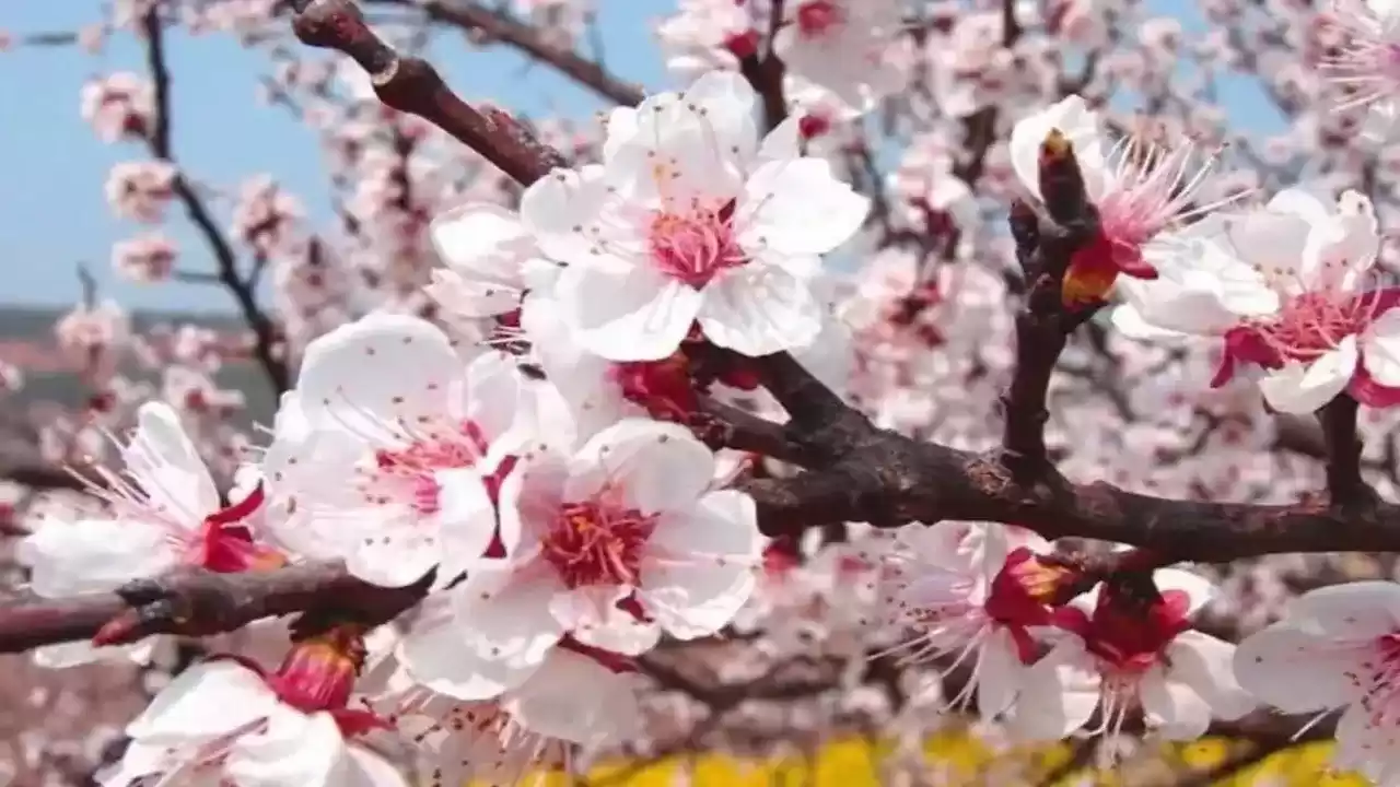 Baskil’de Kayısı Bahçelerinde İnceleme: Üretim Sezonu Sahada Başladı