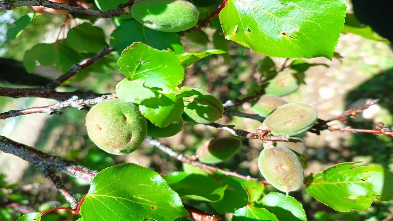 Baskil’de Dolu Yağışı Sonrası Tarım Arazilerinde İnceleme