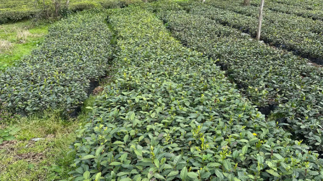 ÇAYKUR Atamalarında 40 Yaş Şartı Kaldırıldı