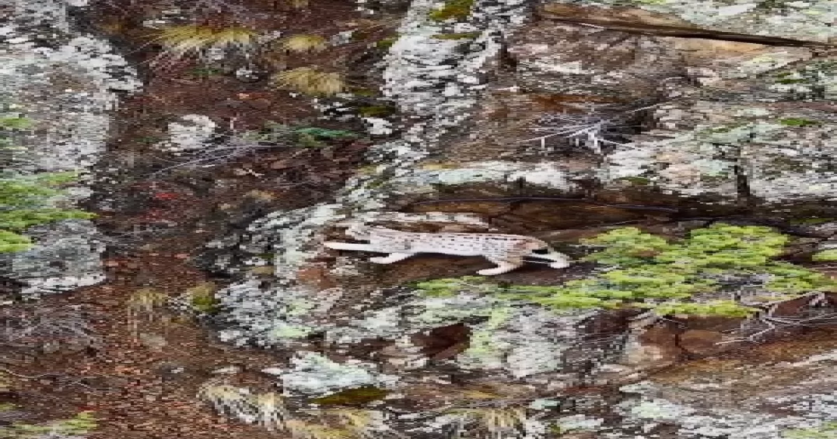 Dağların Zirvesinde Nadir An: Vaşak Görüntülendi