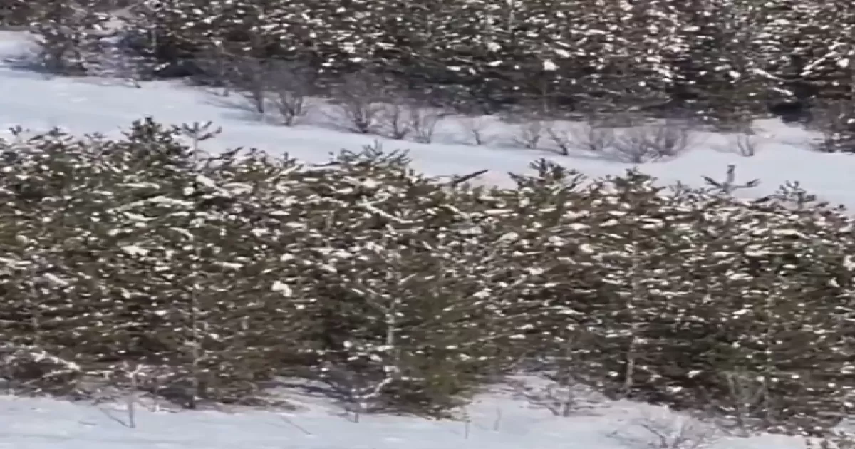 Duyarlı İhbar Umut Oldu: Yaralı Kızıl Şahin Yeniden Özgür