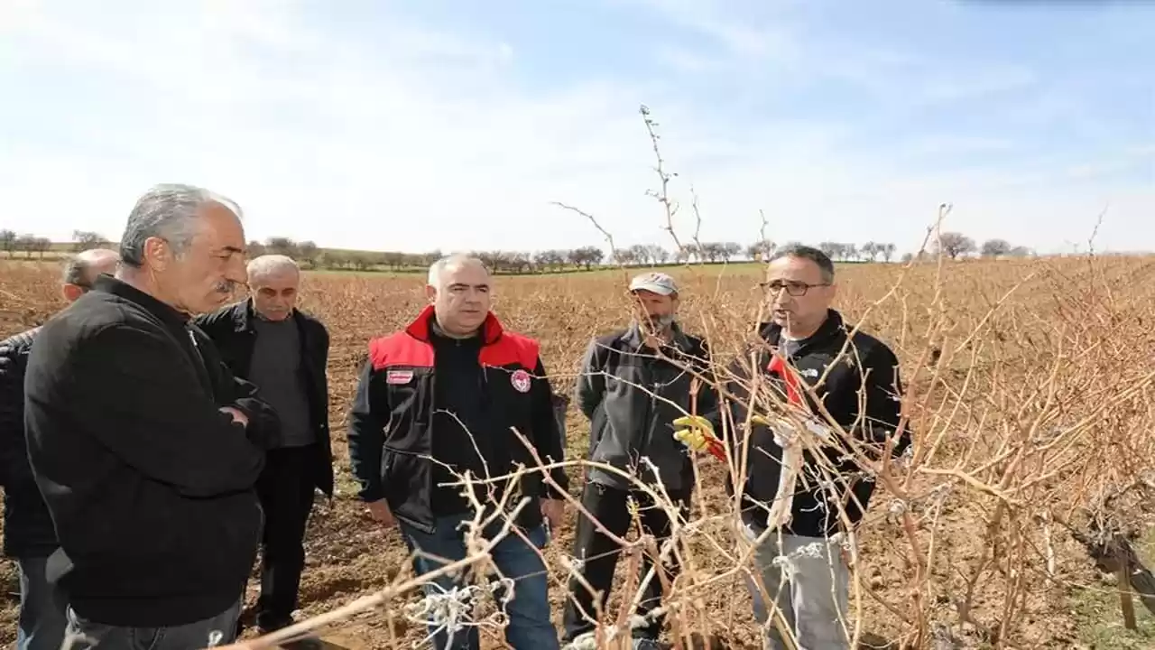 Elazığ’da Üreticilerle Birlikte Bağlarda Budama Uygulamaları Gerçekleştirildi