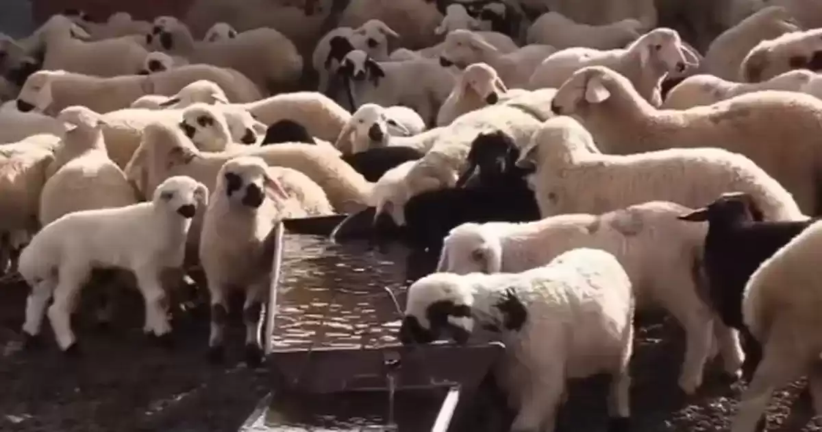 Elazığ İl Tarım ve Orman Müdürü’nden Alacakaya’da Küçükbaş İşletmesine Ziyaret