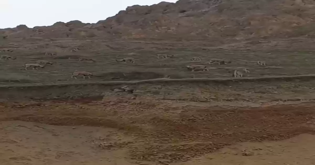 Elazığ Palu Kalesi Eteklerinde Dağ Keçileri Sürü Halinde Görüntülendi