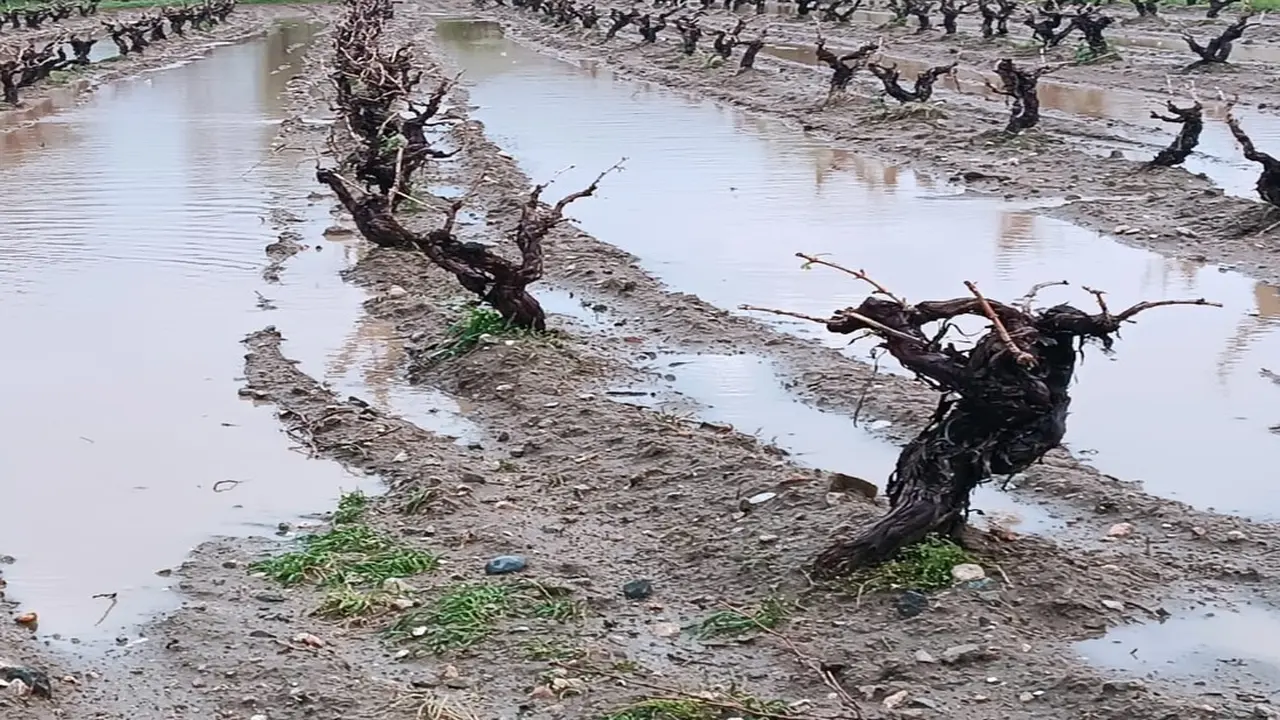 Elazığ’da Dolu Yağışı Sonrası Tarım Alanlarında İnceleme Başlatıldı