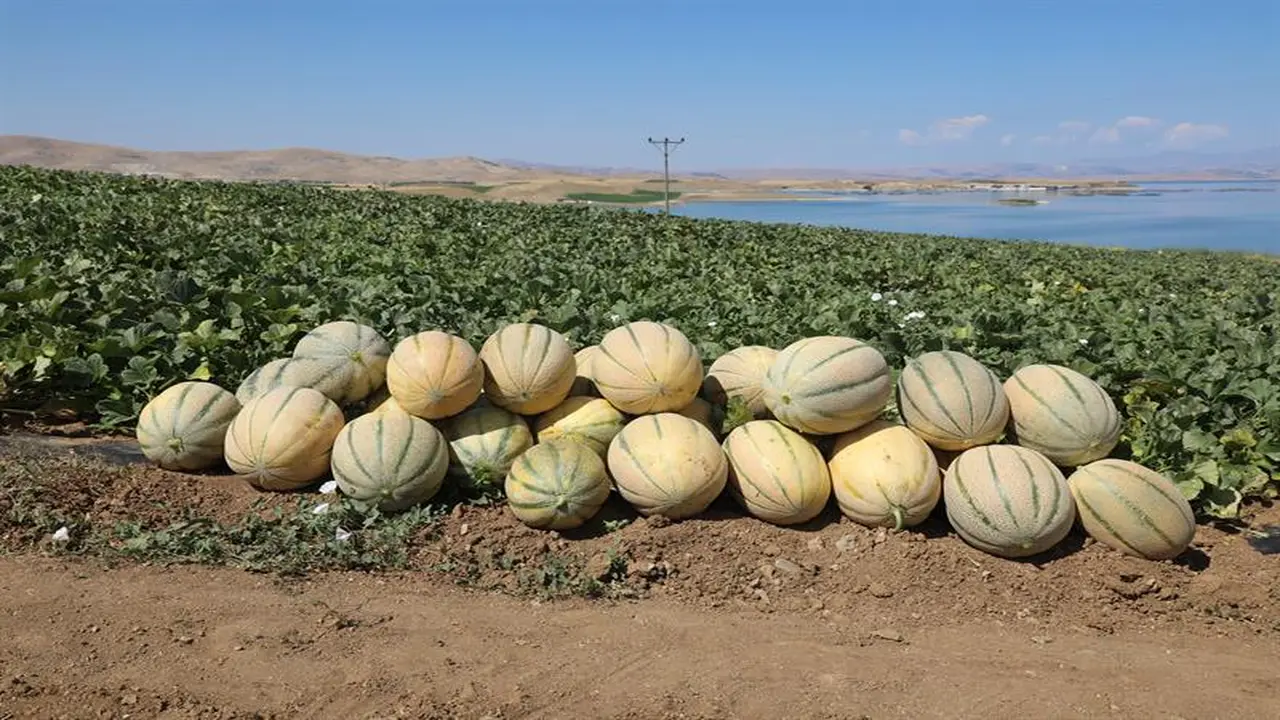 Elazığ'da Kavun Hasadı Başladı: 2026 Sezonunda 19 Bin 520 Ton Rekolte Bekleniyor