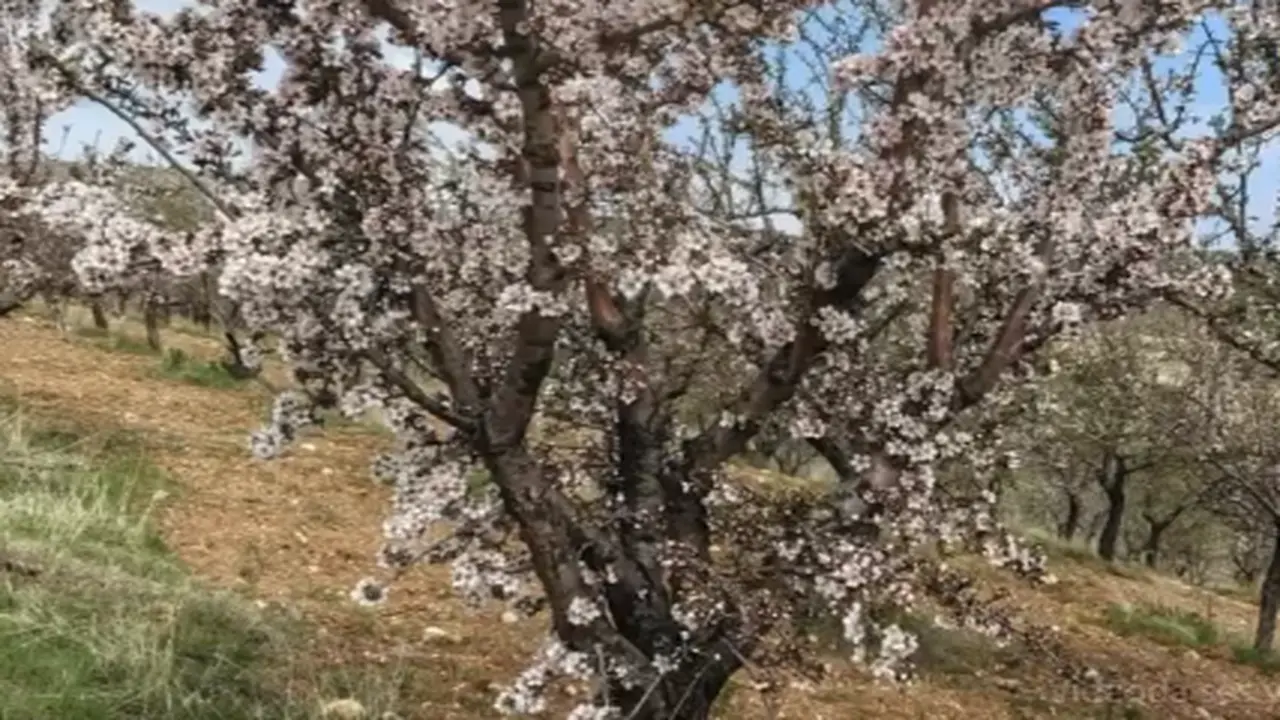 Elazığ’da Zirai Don Riskine Karşı Saha Çalışmaları Sürüyor