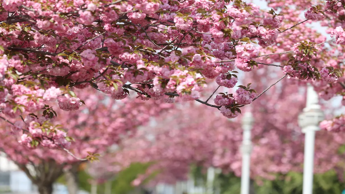 Konya’da Sakura Zamanı: Parklar Pembe ve Beyaza Büründü